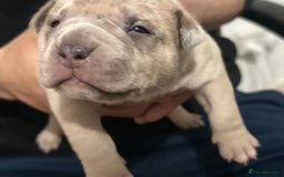 American Bully dogs for sale: 4 pocket bully’s  - Advert 6