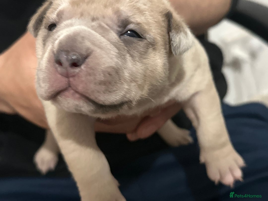 American Bully dogs for sale: 4 pocket bully’s  - Advert 6
