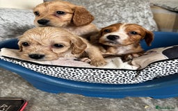 Cockapoo dogs for sale: Stunning cockapoos  - Image 5