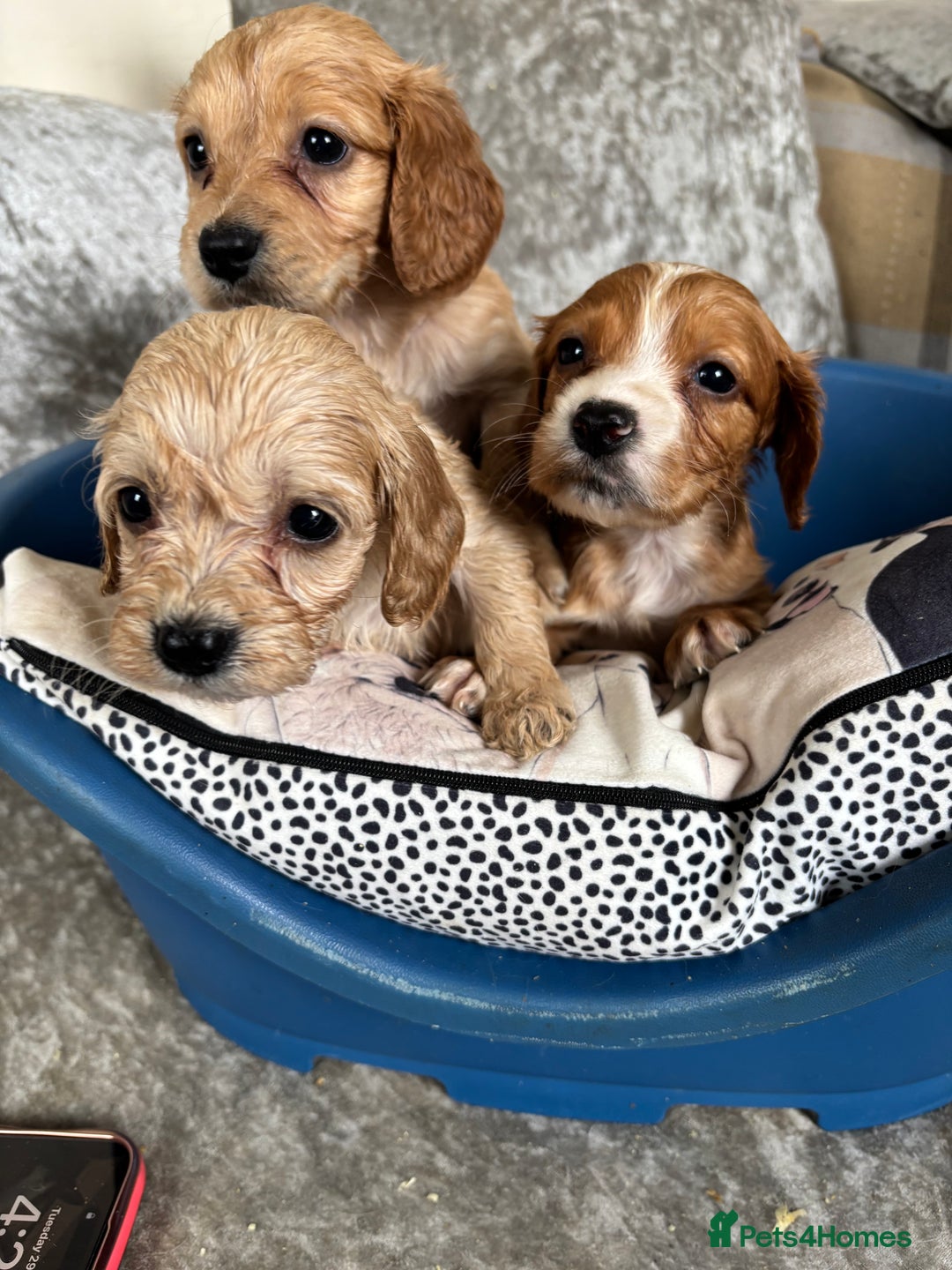 Cockapoo dogs for sale: Stunning cockapoos  - Image 5