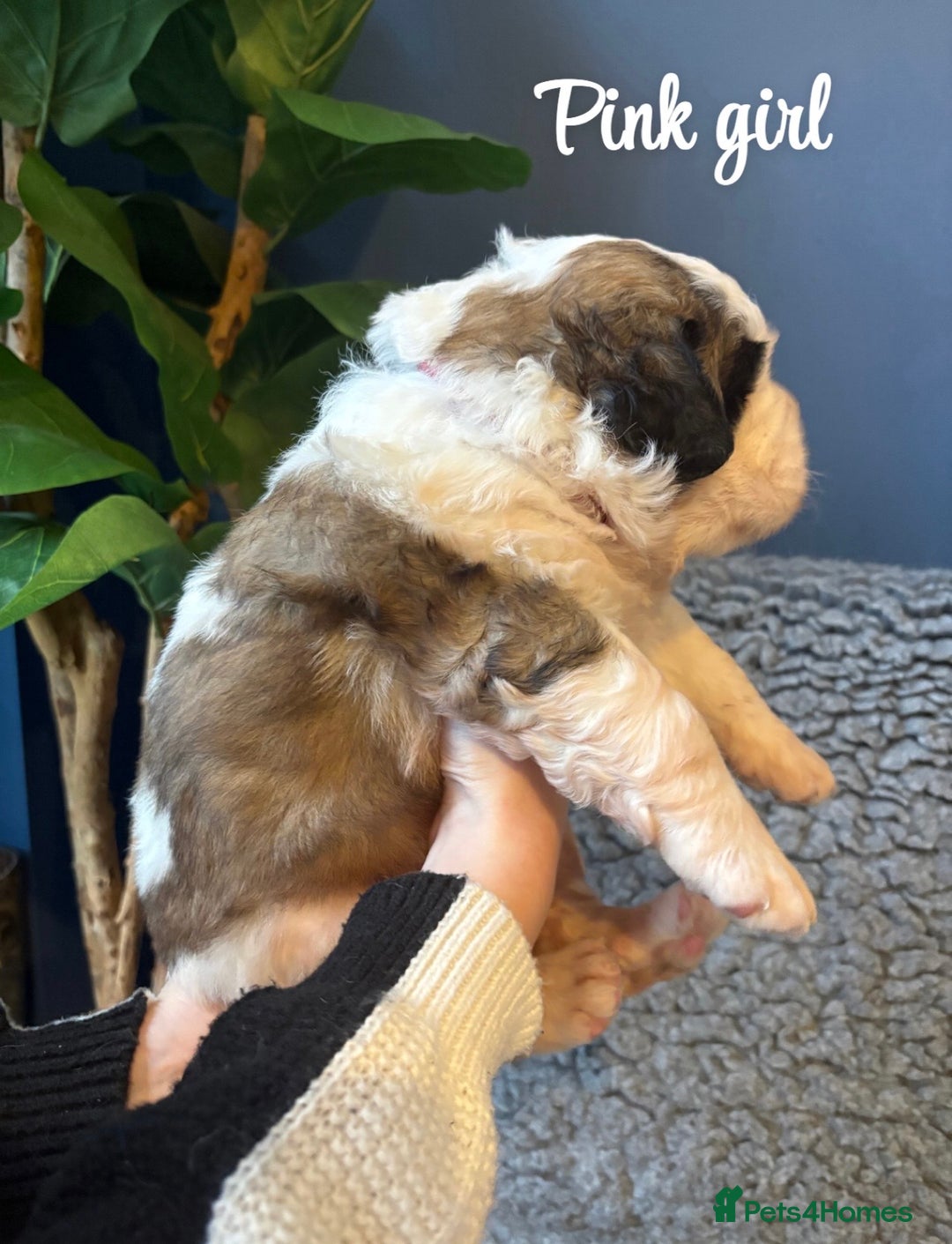 Saint Bernard dogs for sale: Litter of Saint Bernard puppies - Advert 18