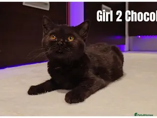 Scottish Fold cats 🐾 Beautiful Scottish Fold & British Shorthair - Advert 2