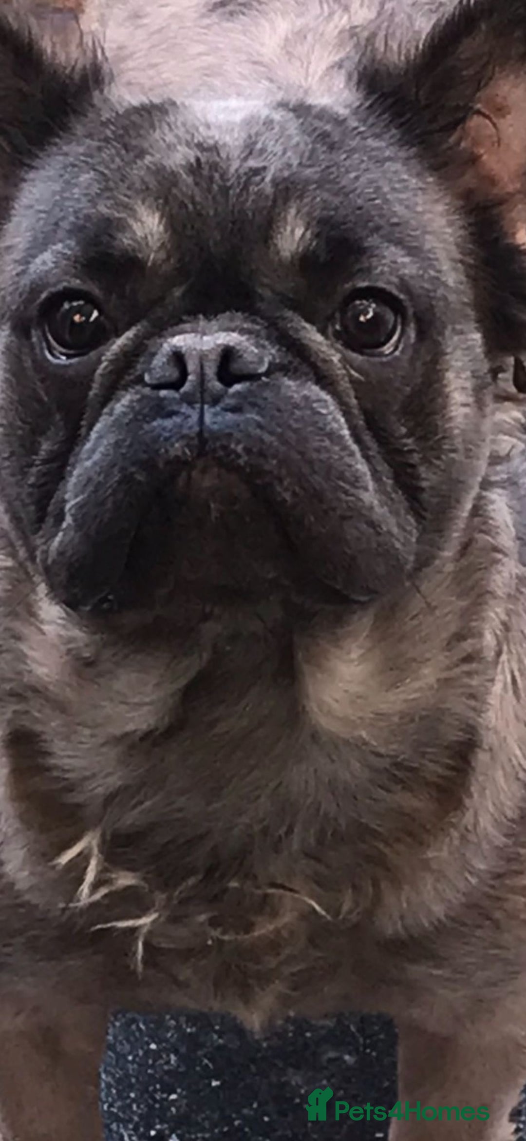 French Bulldog dogs for sale: Full fluffy French bulldogs Pink  - Advert 6