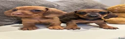 Miniature Dachshund dogs for sale: KC champion bloodline PRA clear minature dachshund - Advert 4