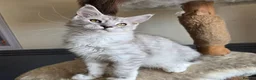 Maine Coon cats for sale: Ready now Silver with white Maine Coon kittens - Advert 23