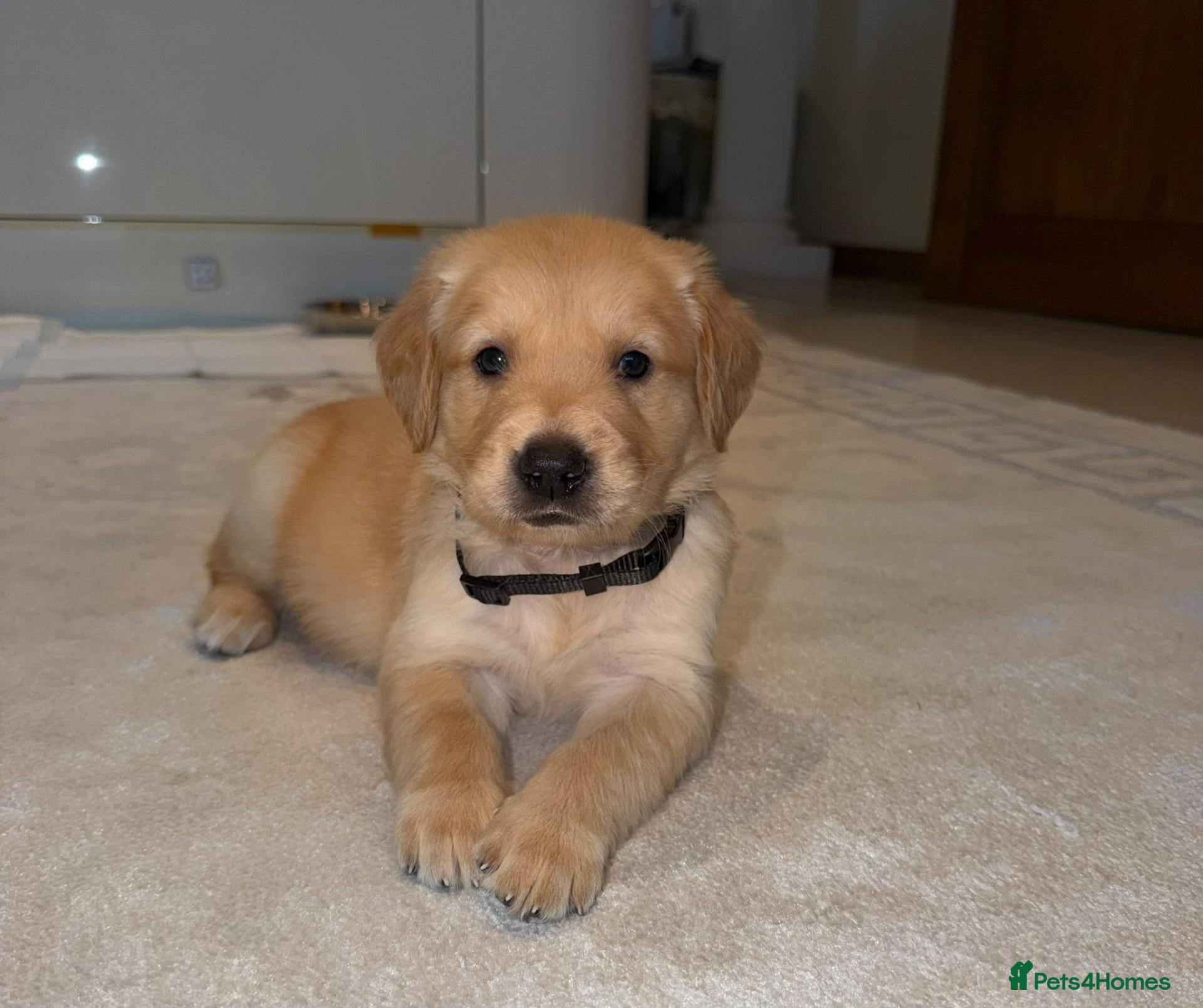 Golden Retriever dogs Beautiful golden retriever puppies - Advert 2