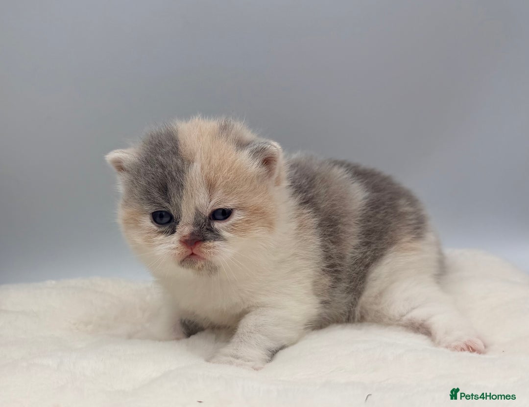 British Shorthair cats for sale: PEDIGREE REGISTERED CHUNKY BRITISH SHORTHAIRS  - Image 38