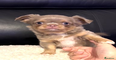 Chihuahua dogs KC LONG COAT CHIHUAHUA’S - Advert 3