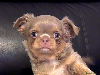 Chihuahua dogs KC LONG COAT CHIHUAHUA’S - Advert 2