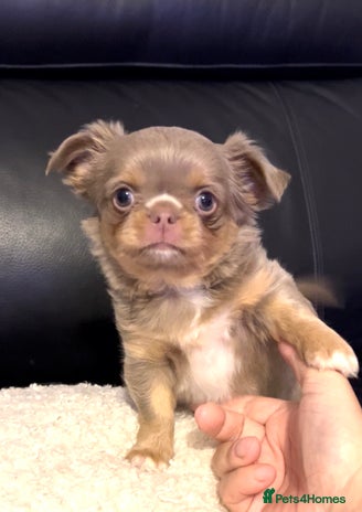 Chihuahua dogs KC LONG COAT CHIHUAHUA’S - Advert 11