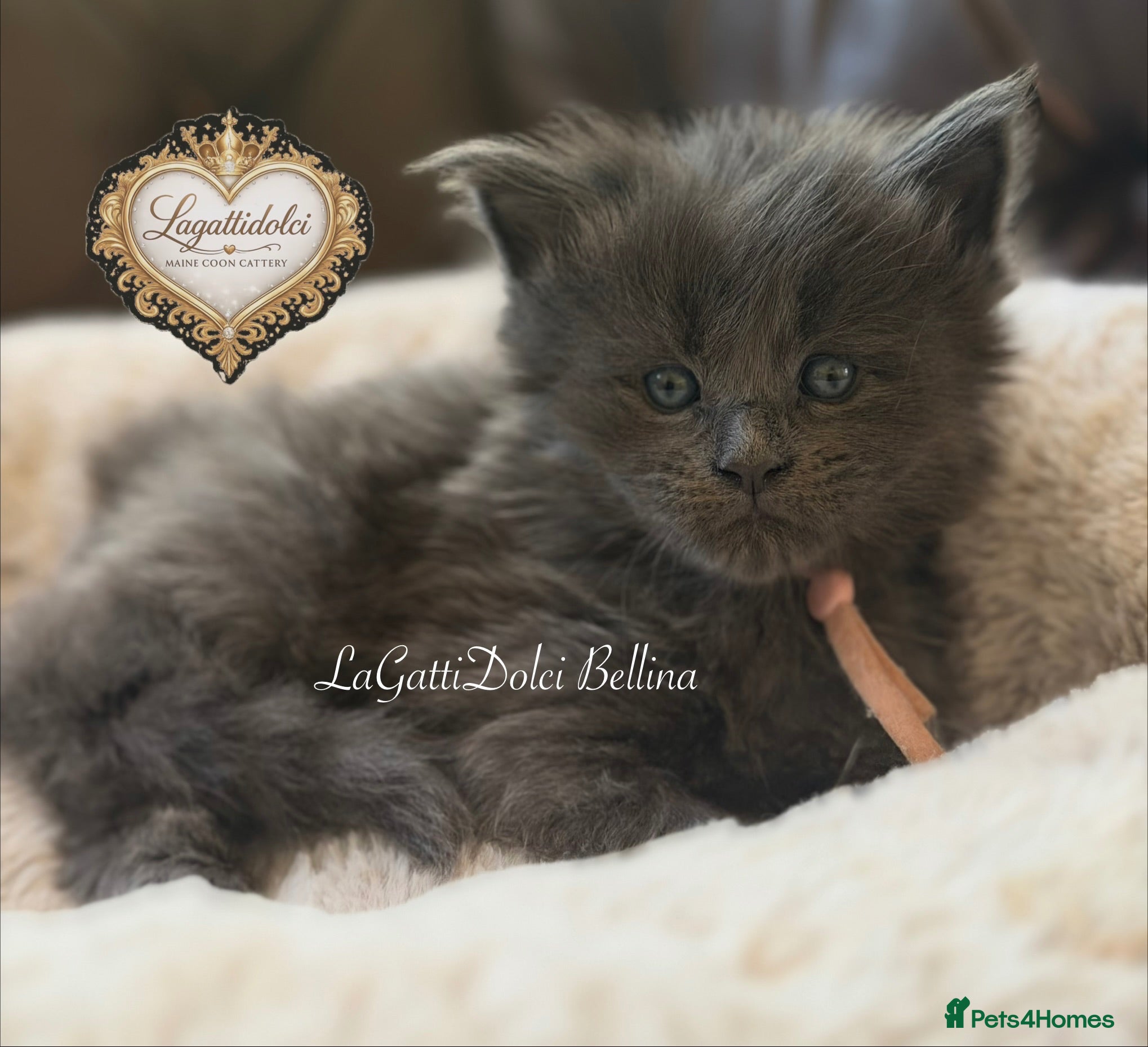 Maine Coon cats 🏆⭐️XXL Blue Maine Coons - Champion Lines⭐️🏆 - Advert 2