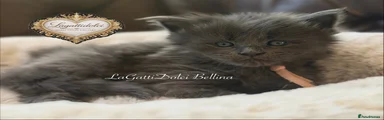 LaGattiDolci Bellina