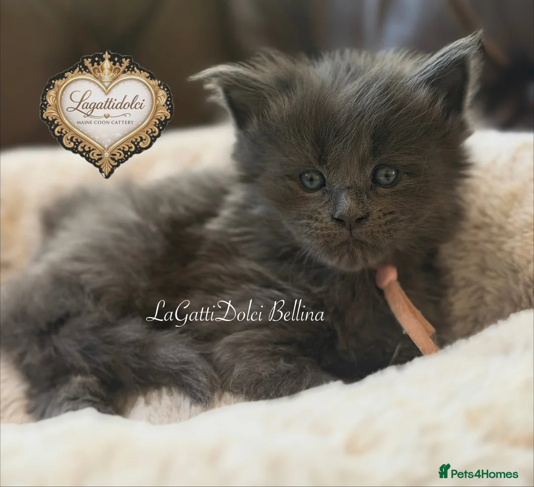 Maine Coon cats for sale: 🏆⭐️XXL Blue Maine Coons - Champion Lines⭐️🏆 - Advert 2