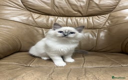 Ragdoll cats for sale: READY TO GO! Beautiful Ragdoll Kittens - Image 5
