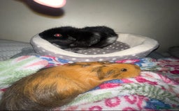 Guinea Pig rodents for sale: 2 female guinea pigs for sale  - Advert 1