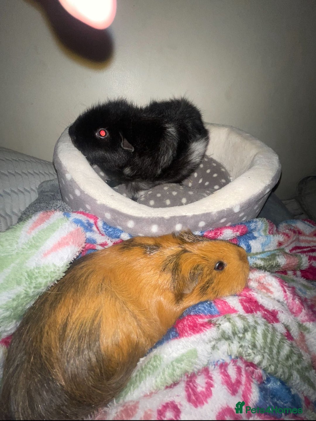 Guinea Pig rodents for sale: 2 female guinea pigs for sale  - Advert 1