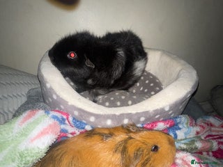 Guinea Pig rodents 2 female guinea pigs for sale - Advert 1