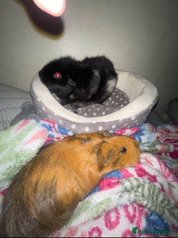 Guinea Pig rodents 2 female guinea pigs for sale - Advert 1