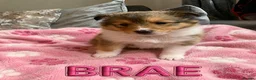 Shetland Sheepdog dogs for sale: KC SHETLAND SHEEPDOG PUPS  - Advert 3