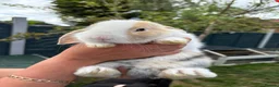 Mini Lop rabbits for sale: Mini lop buck - Advert 3