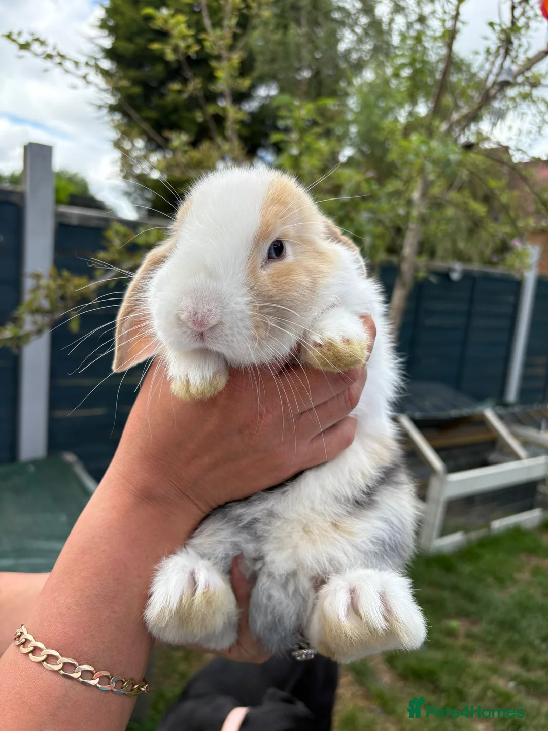 Mini Lop rabbits for sale: Mini lop buck - Advert 3