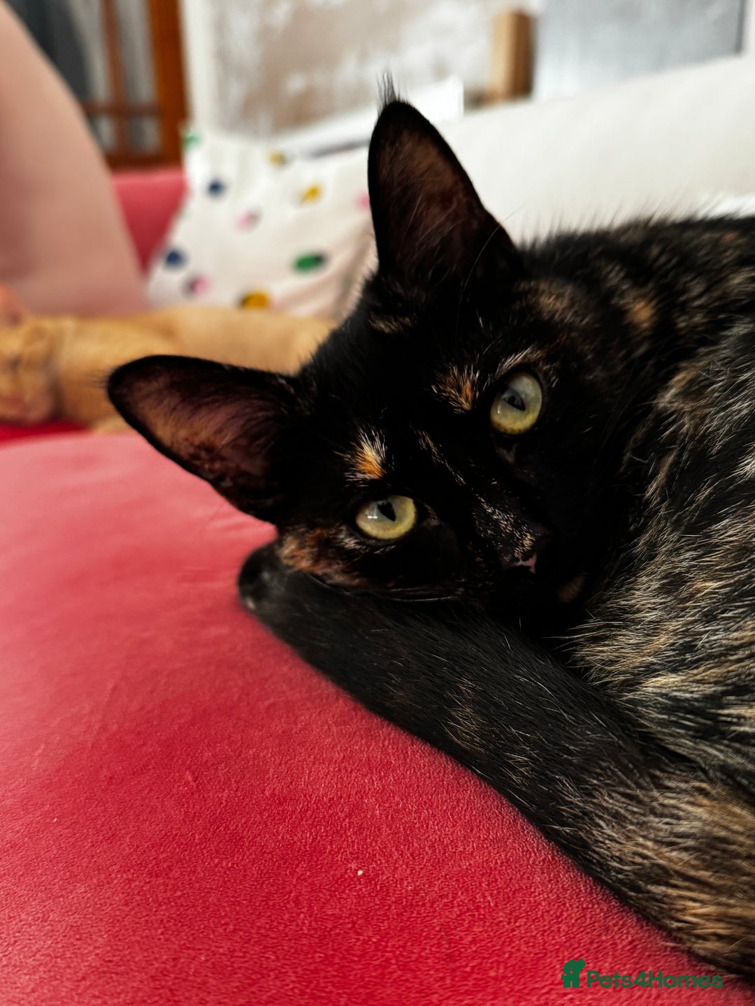 British Shorthair cats for sale: 2 beautiful 18 month old cats  - Advert 2