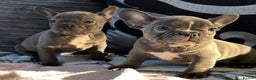 French Bulldog dogs for sale: 4 Solid Blue French Bulldog Girls - Advert 21