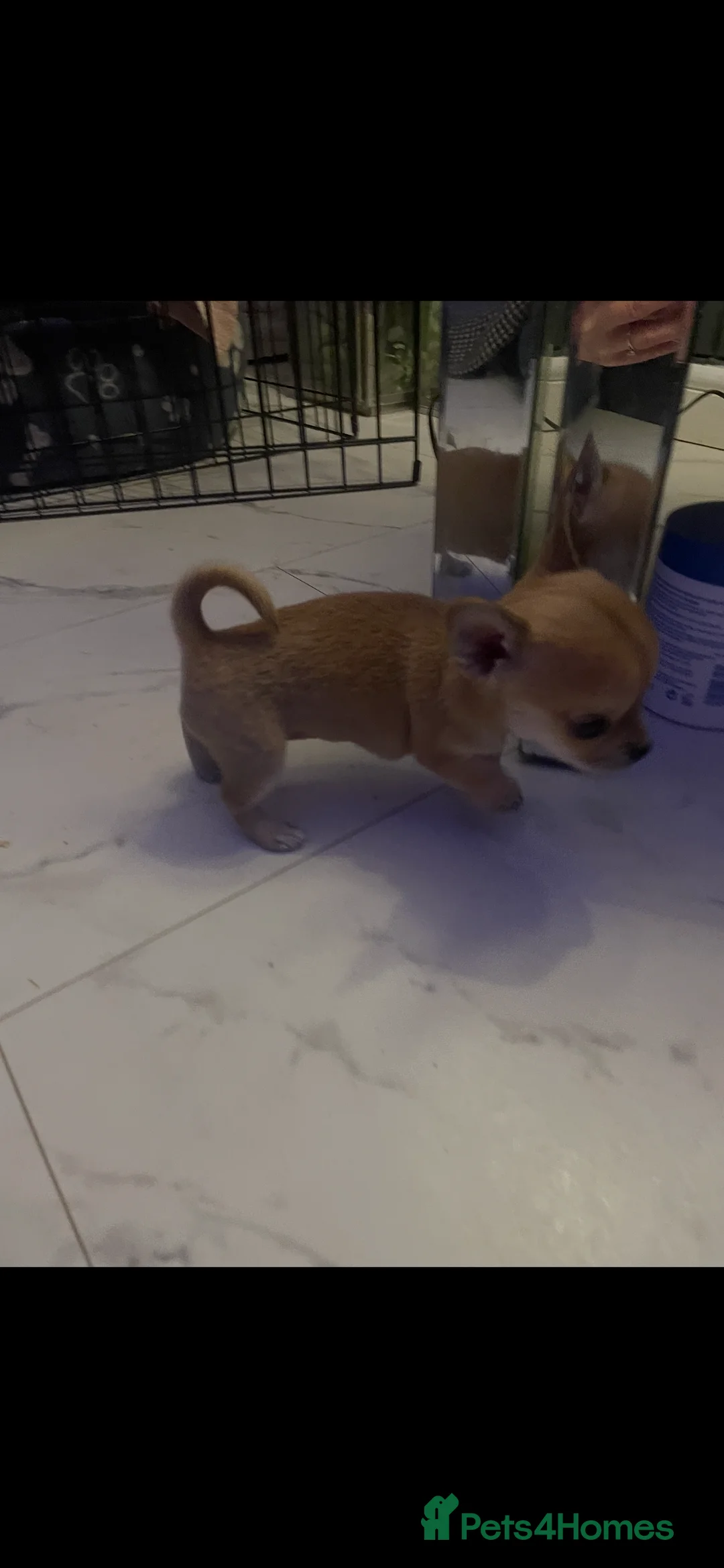 Chihuahua dogs for sale: Chihuahua puppy  - Advert 9