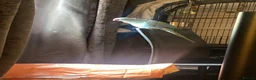 Parakeets birds for sale: Blue female parakeet  in Margate - Advert 1
