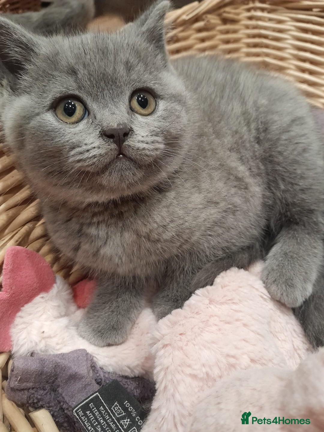 British Shorthair cats for sale: Blue British shorthairs kittens with GCCFpedigree - Image 6
