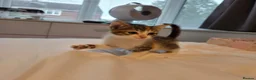 Mixed Breed cats for sale: Ginger, tuxedo and calico kittens - Advert 10