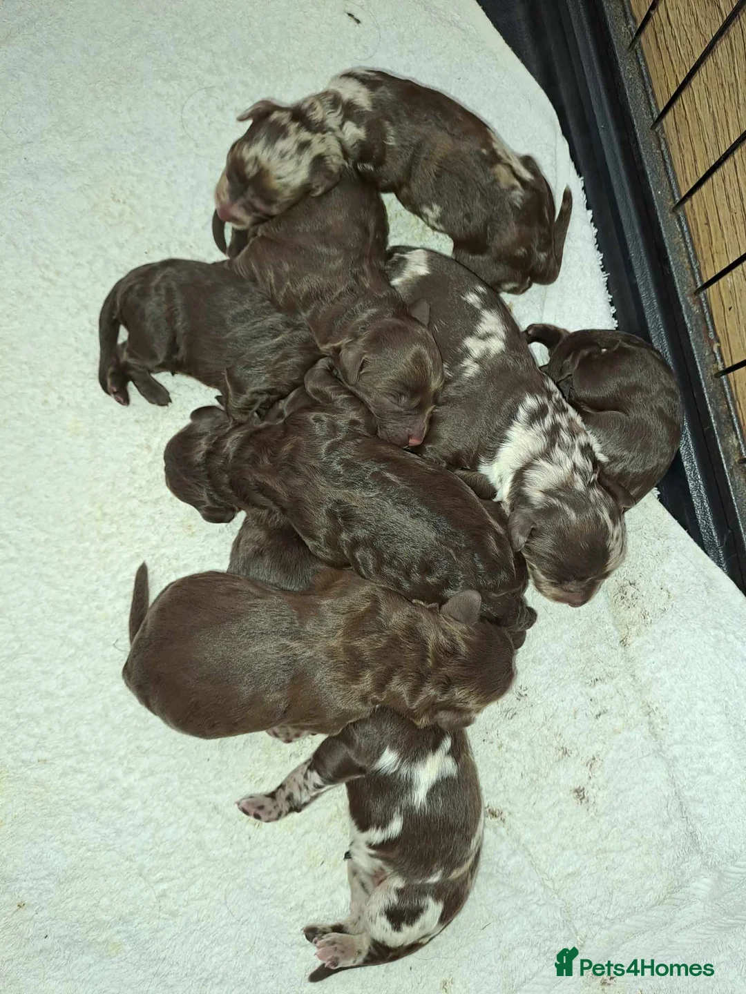 Miniature Poodle dogs for stud: Proven Chocolate Merle Poodle available for stud in Saint Austell - Advert 19