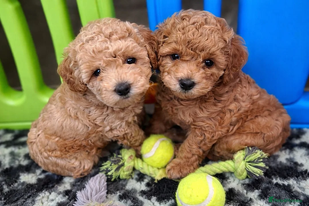 Cavapoo dogs for sale: Extensively health tested cavapoos  - Advert 2