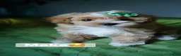Maltipoo dogs for sale: Exceptional F1 Asian Maltipoo puppies - Advert 13