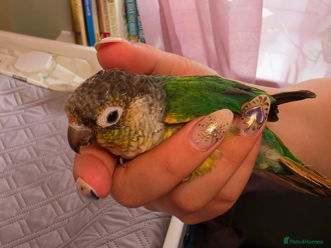 Conures birds for sale: Green-Cheek Conure With Cage and Accessory's - Advert 1