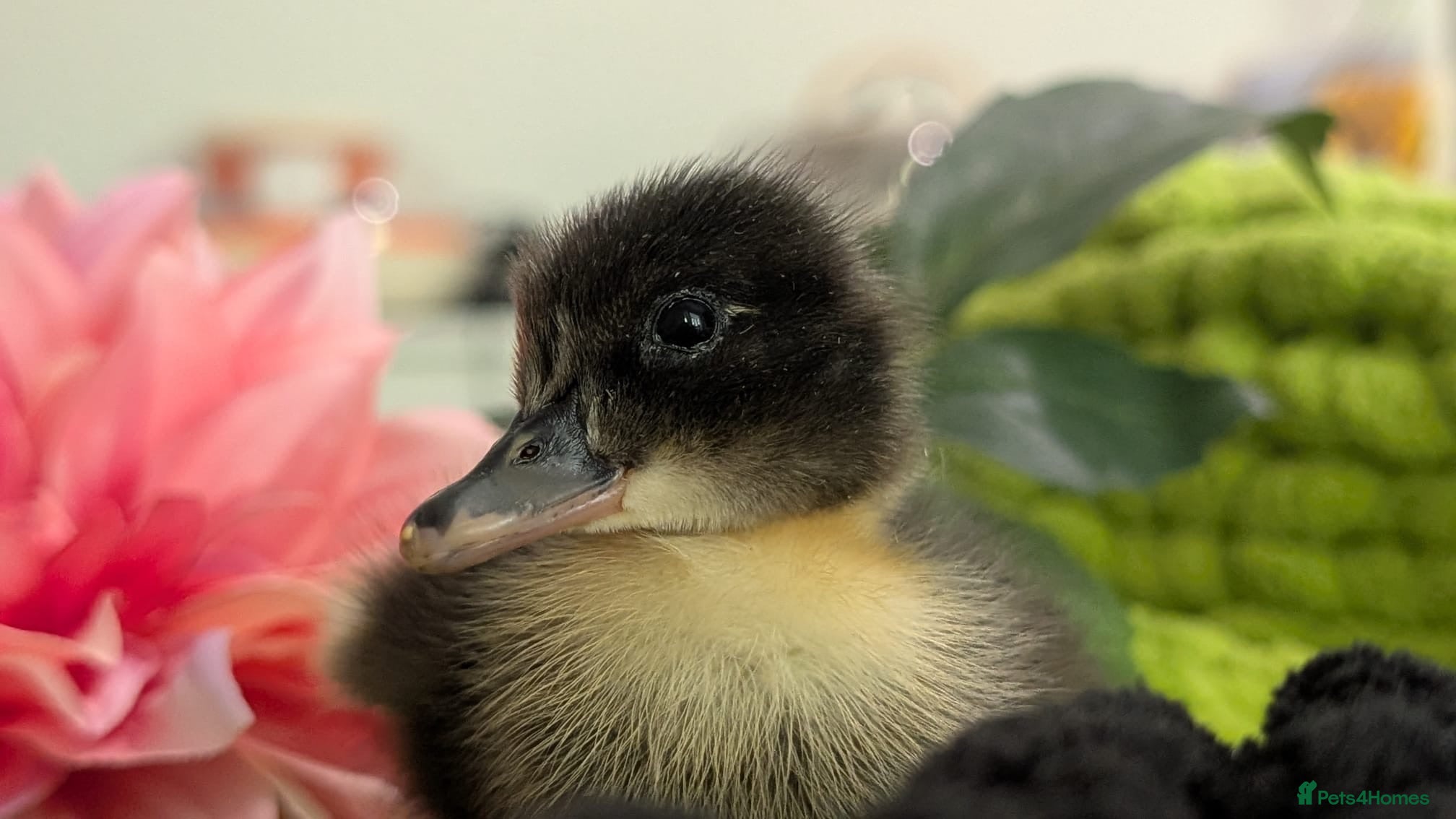 Mixed Breed poultry 🦆💛 **ONLY 3 DUCKLINGS LEFT!** 💛🦆 - Advert 2