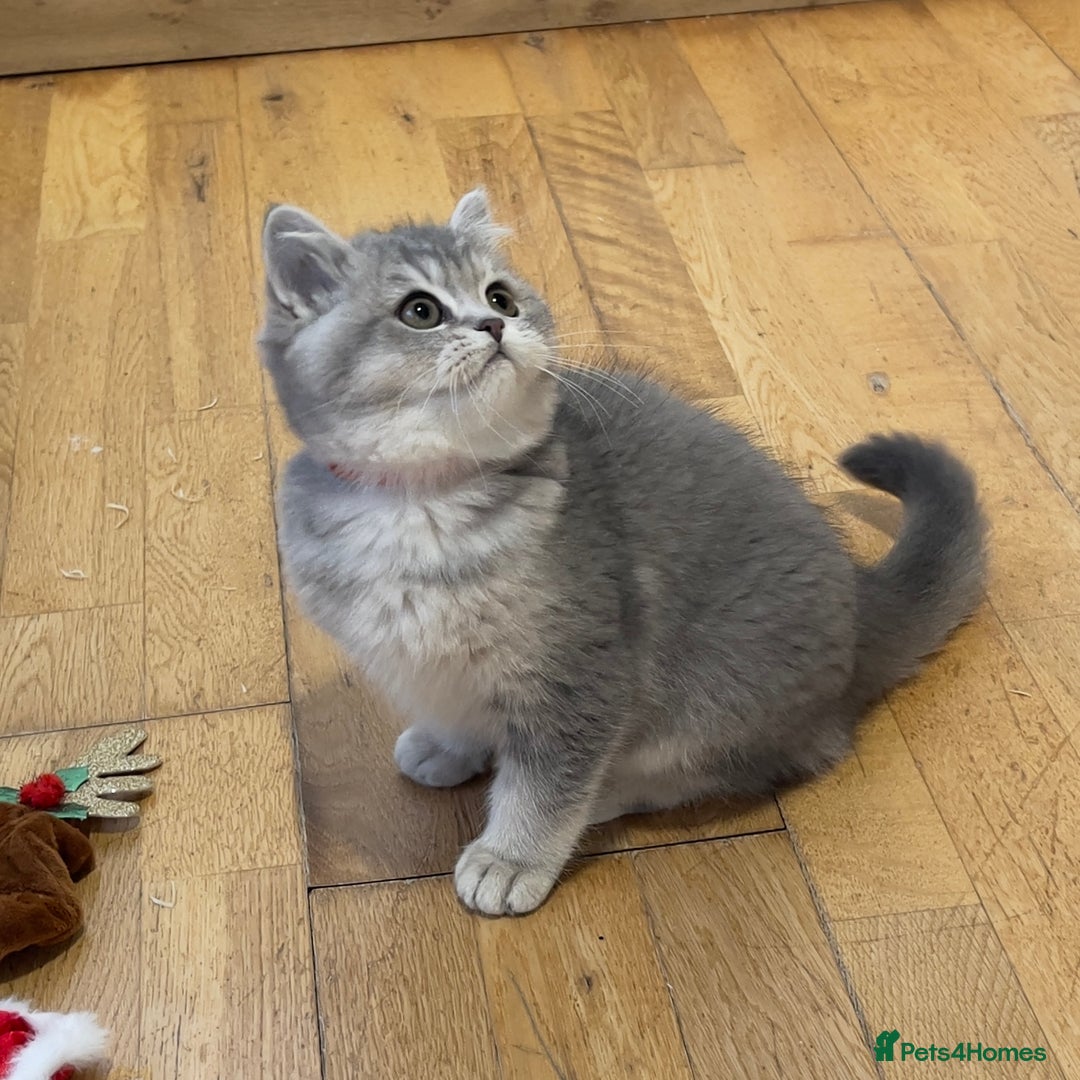 British Shorthair cats for sale: 3 GCCF British Shorthair Kittens– Champion Lines - Advert 12