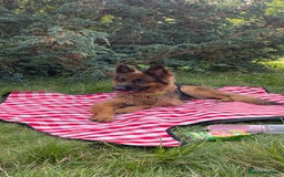 German Shepherd dogs for sale: Kc-registered German shepards puppies for sale - Image 20