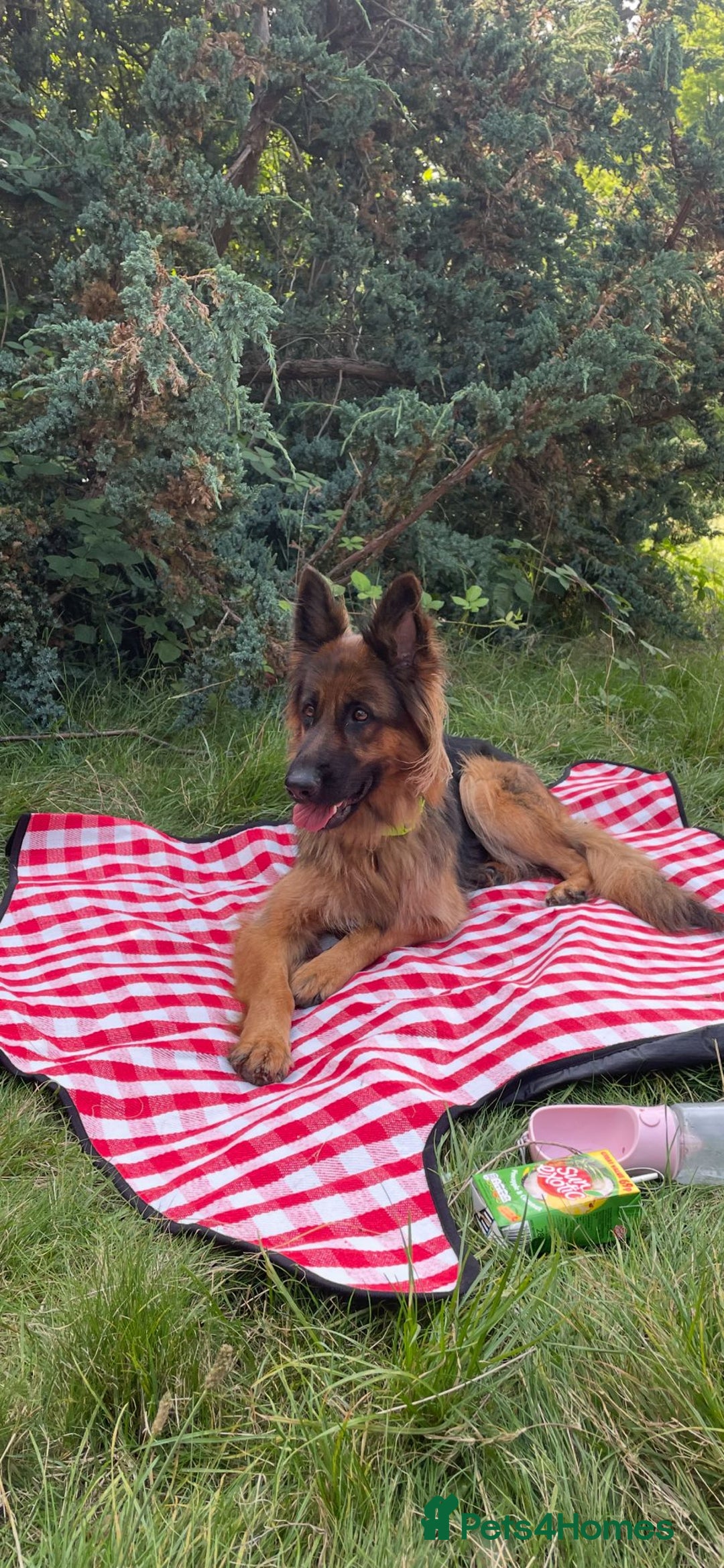 German Shepherd dogs for sale: Kc-registered German shepards puppies for sale - Image 20