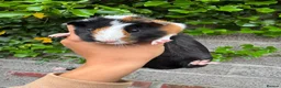 Guinea Pig rodents for sale: 2x Female Guinea Pigs  - Advert 2