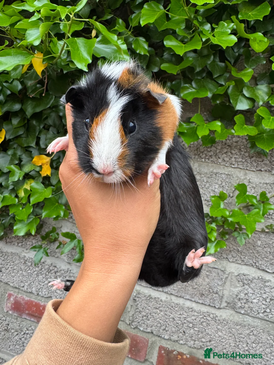 Guinea Pig rodents for sale: 2x Female Guinea Pigs  - Advert 2