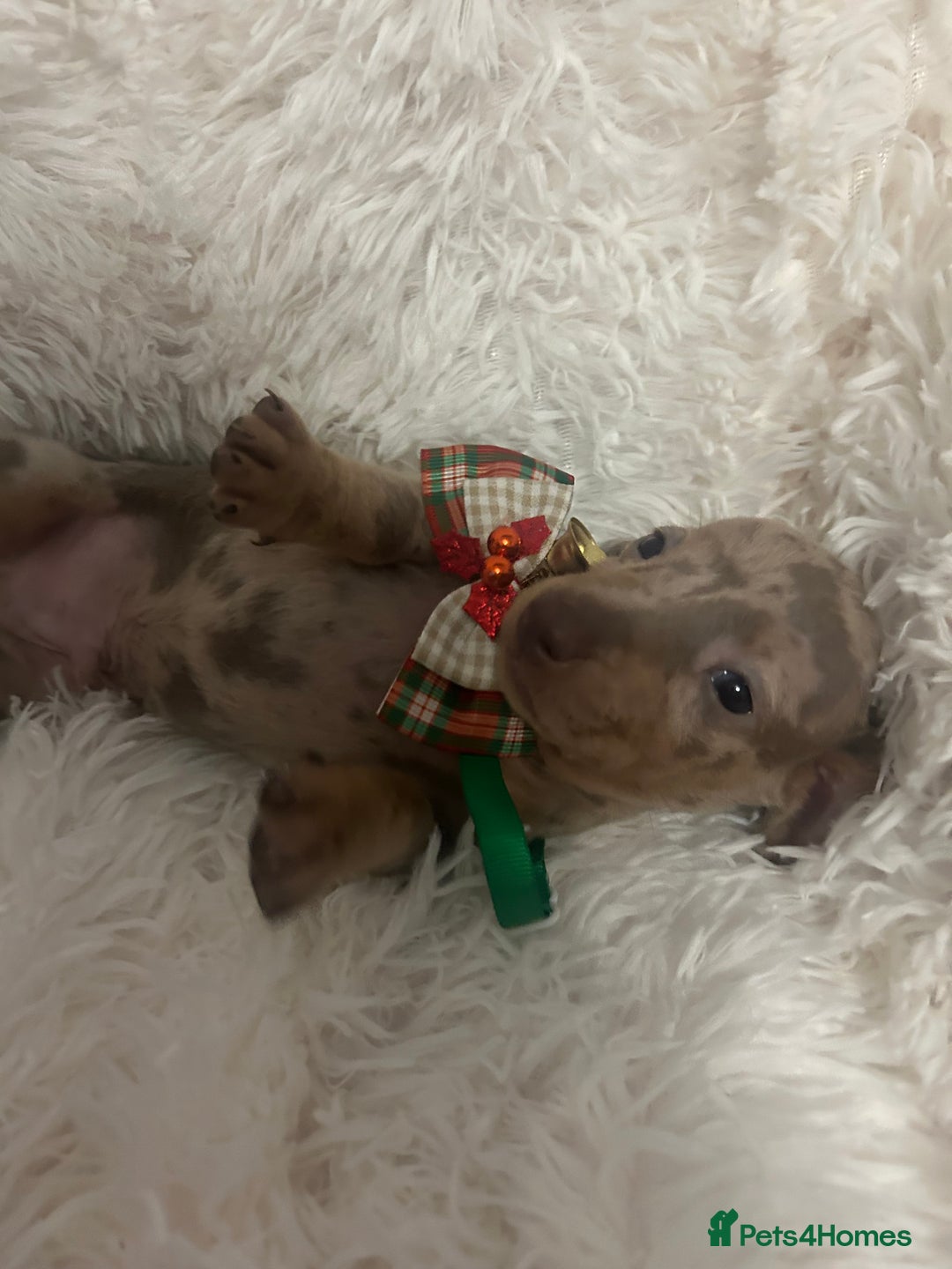 Miniature Dachshund dogs for sale: miniature dachshund puppies - Image 16