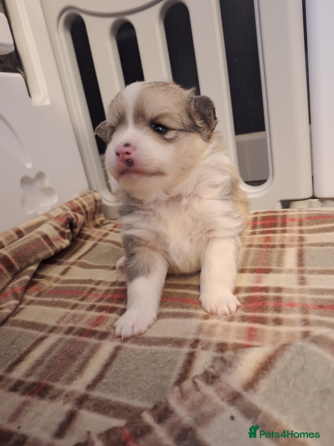 Pomeranian dogs for sale: Little cuties - Advert 14