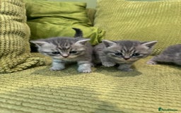 Scottish Fold cats for sale: Scottish straights  - Image 7