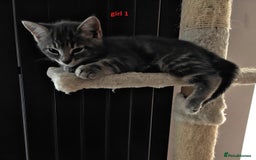 Scottish Fold cats for sale: 2 Playful Scottish Fold Cross Kittens – Ready Now - Image 10