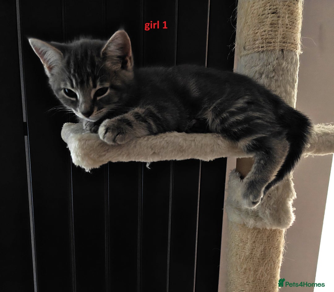 Scottish Fold cats for sale: 2 Playful Scottish Fold Cross Kittens – Ready Now - Image 10