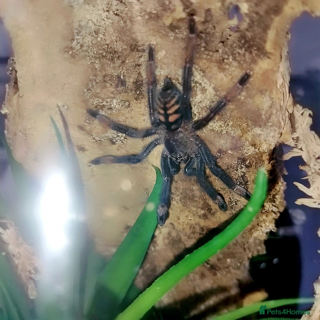 Spiders invertebrates for sale: Trantula collection crested geckos  - Image 1