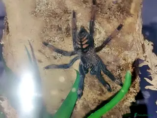 Spiders invertebrates Trantula collection crested geckos - Advert 9