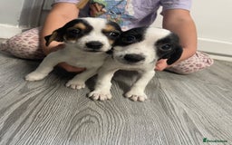 Jack Russell dogs for sale: 2 beautiful Jack Russell puppy girls left  - Image 17