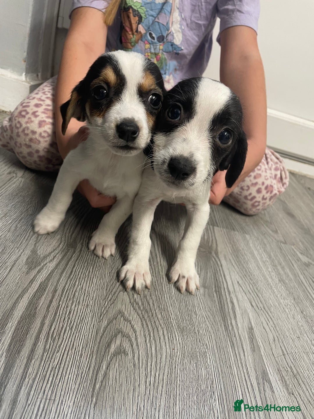 Jack Russell dogs for sale: 2 beautiful Jack Russell puppy girls left  - Image 17